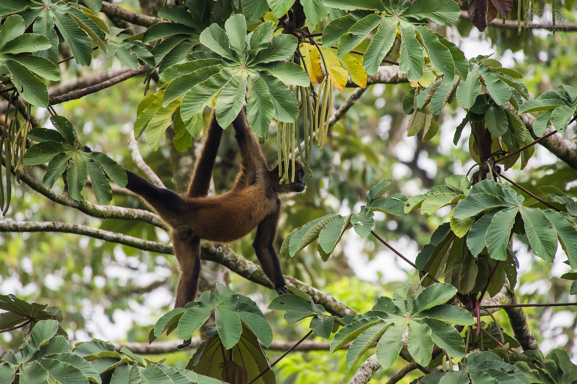 Arenal - Hanging Bridges - Geoffroy's spider monkey The Arenal Hanging Bridges are a series of suspension bridges in the Volcan Arenal National Park offering views of Lake Arenal and Volcan Arenal. The bridges form part of a 3 kilometer trail through the wonderful rainforest. We started our tour early in the morning together with a experienced guide to spot some colorful birds and forest animals.<br />
<br />
Geoffroy's spider monkey (ateles geoffroyi), also known as black-handed spider monkey. It is one of four species of monkeys that can be found in Costa Rica. Its arms are significantly longer than its legs, and its prehensile tail can support the entire weight of the monkey and is used as an extra limb. Stefan Cruysberghs